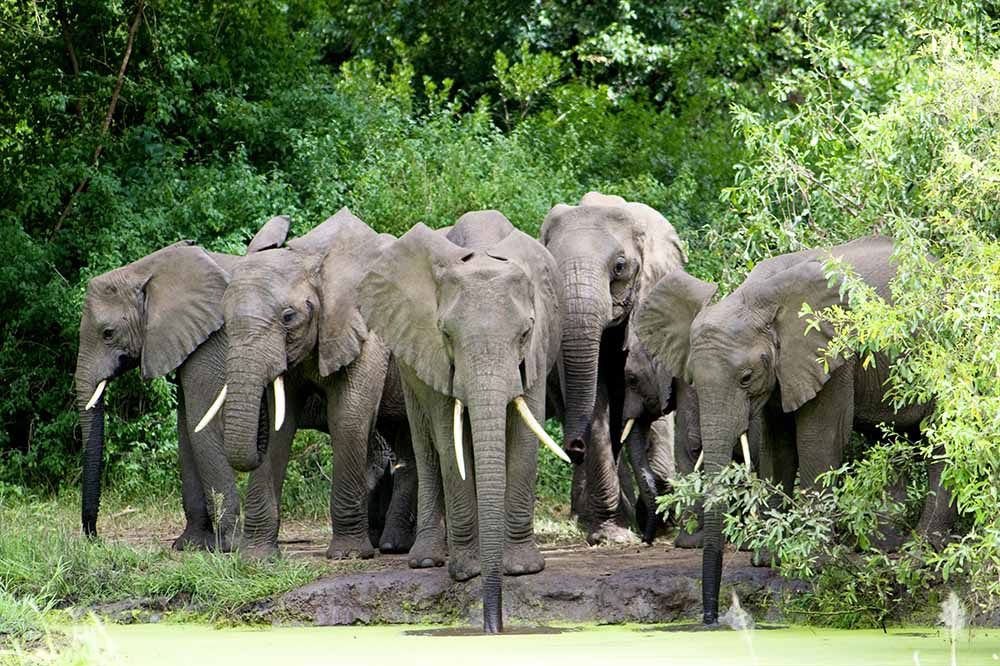 manyara elephants